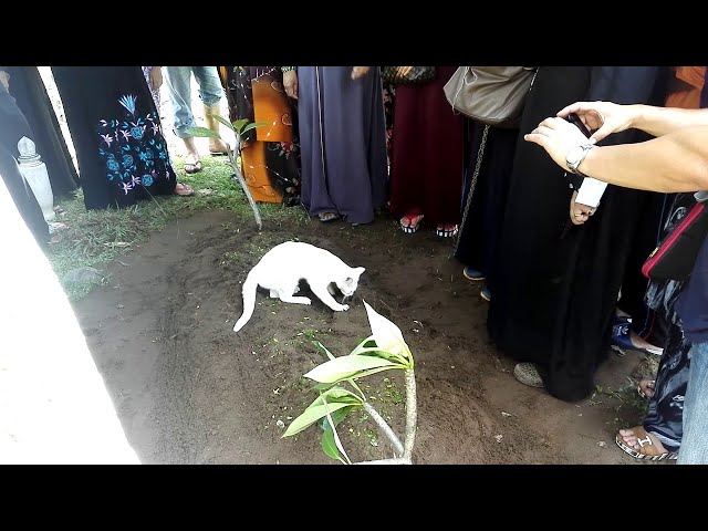 Un gato se niega a abandonar una tumba e incluso intenta cavarla