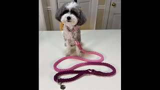 Coco has a new favorite leash check out why she loves it