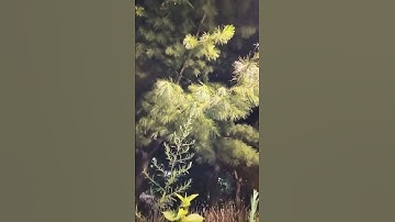 Thumbnail of 창부타령 / 송소희