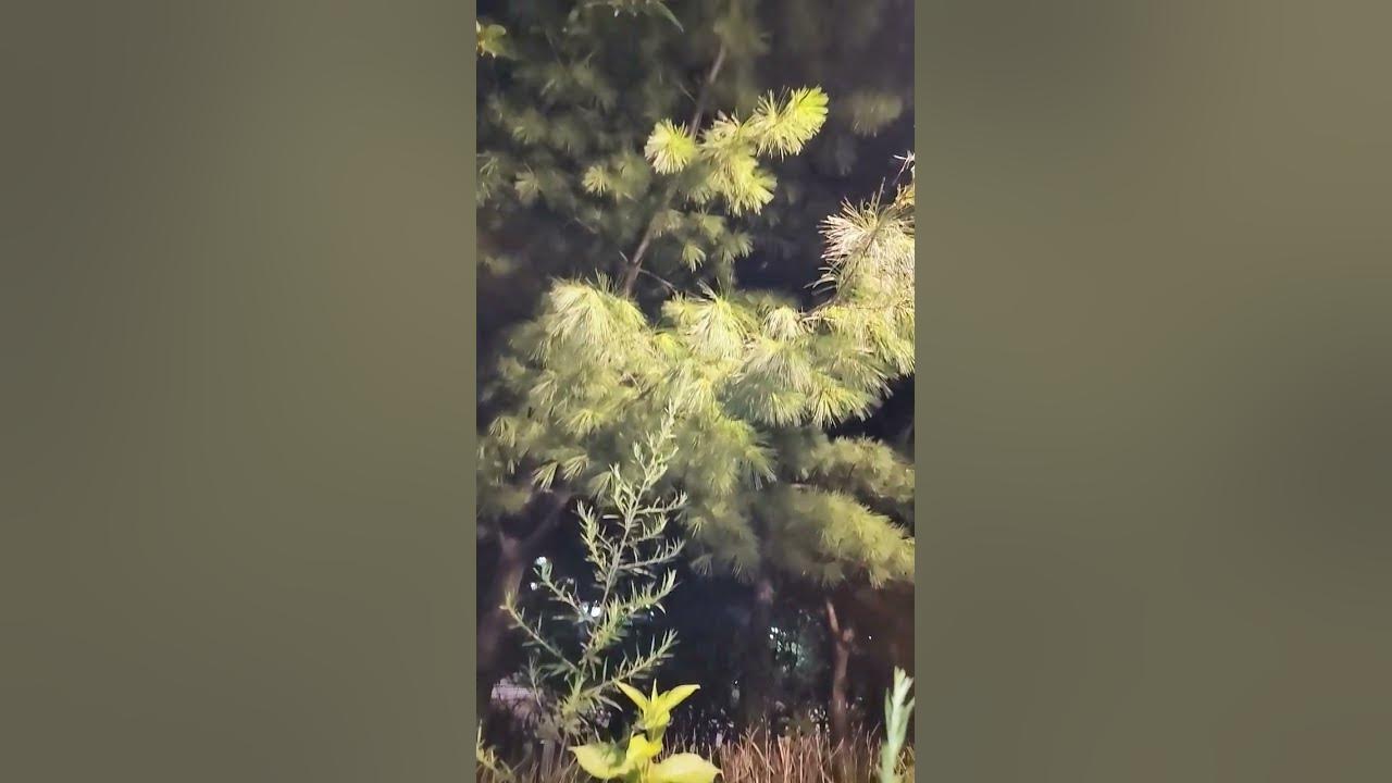 창부타령 / 송소희