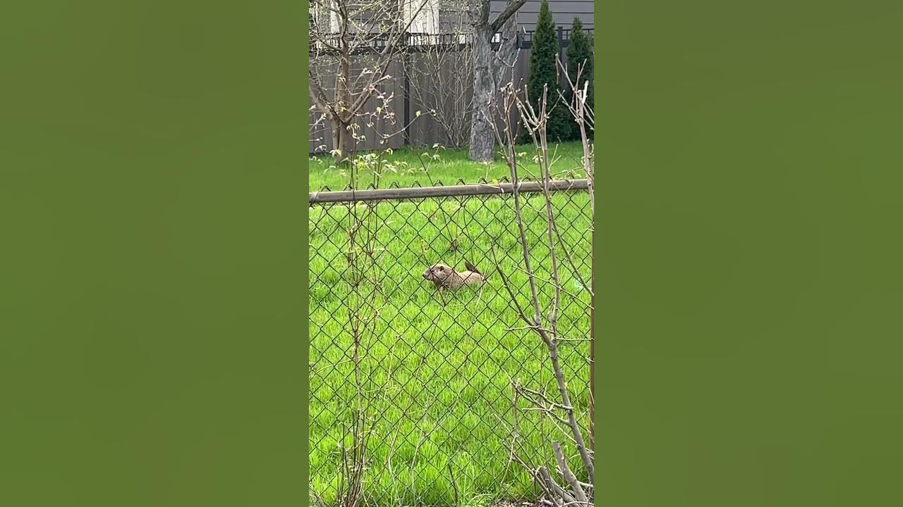 Groundhog tail wag - YouTube