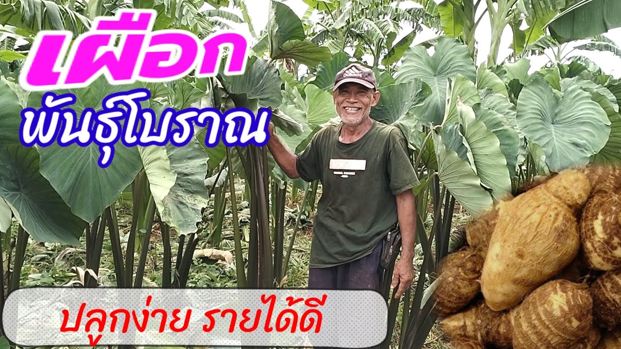 เผือกพันธุ์โบราณ ปลูกง่าย ราคาดี