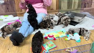 Melody s Schnoodle Puppies August 17 2026