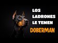 EL DOBERMAN, ¿Es Realmente un Perro Peligroso?