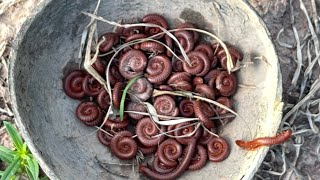 Millipede Gathering in Nature | Fascinating Wildlife Discovery