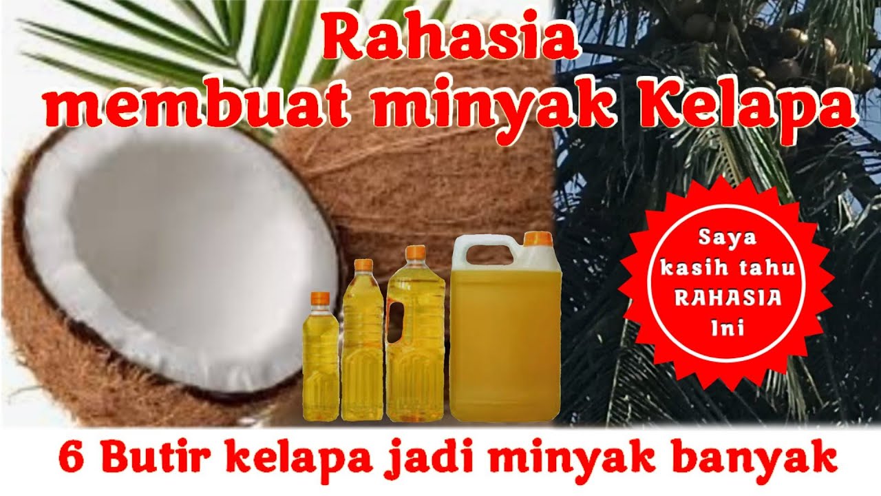 Rahasia Cara membuat minyak Kelapa agar mendapatkan minyak yang banyak. Part:1