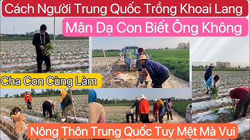 [139] Trồng Khoai Lang Ở Trung Quốc Như Thế Nào. Ông Nội Hôm Nay Mướn Rất Nhiều Người Làm Và Các Kết