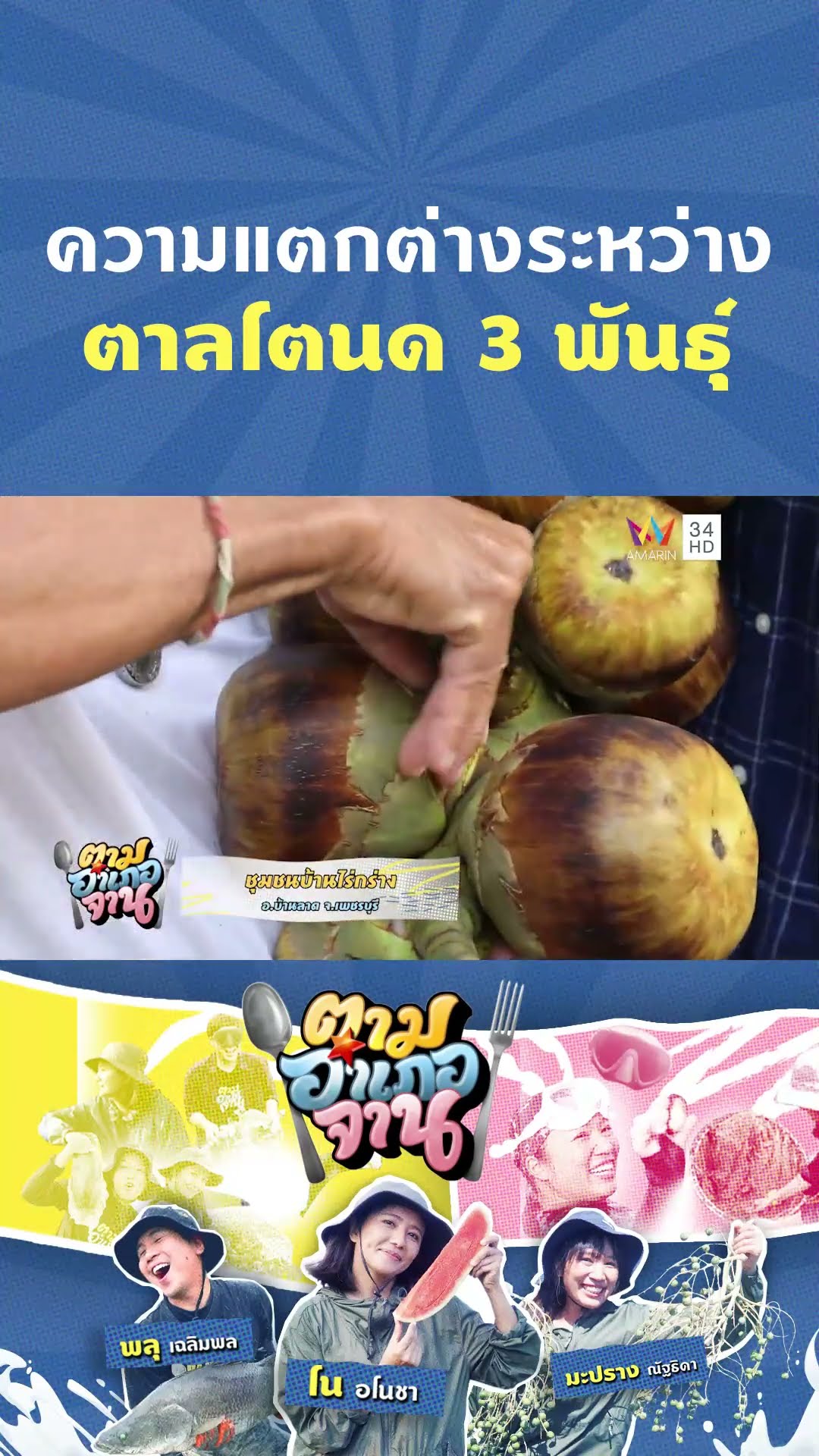 ความแตกต่างระหว่างตาลโตนด 3 พันธุ์ ตาลหม้อ ตาลไข่ ตาลลูกผสม | ตามอำเภอจาน