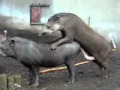 Tapir Mating