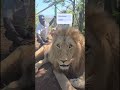 Walking with lions at a beautiful lion park in South Africa 🇿🇦🦁 unforgettable experience.