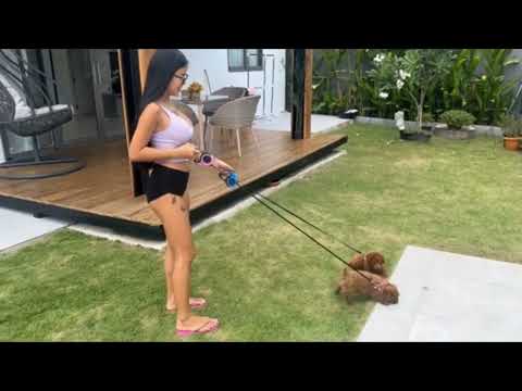 praew Asian she play with dogs #praew #praewasian #viral