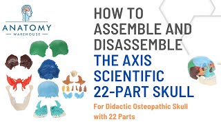 Assembling and Disassembling the Axis Scientific 22 Part Osteopathic Didactic Human Skull