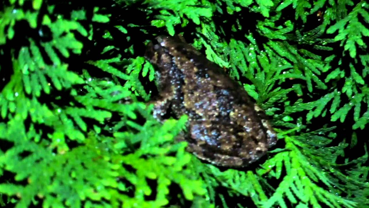 Pennsylvania Tree Frog