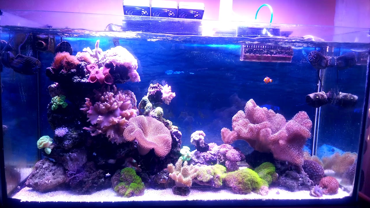 Acquario marino barriera inserimento pesce hepatus - YouTube