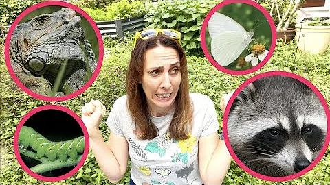 5 Simple Tips to Deal with Pests in your Garden