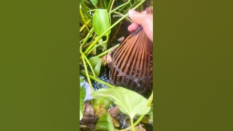 Rọ cá rô mương bèo 5. #short #short