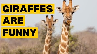 10 Interesting Facts About GIRAFFES That Will Surprise You! by Planet of Predators 381 views 1 month ago 3 minutes, 23 seconds