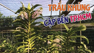 [HOT] Ngọc Điểm Tánh Linh - Bình Thuận Cập Bến TP.HCM Cho Cả Nhà Quẹo Lựa Đây