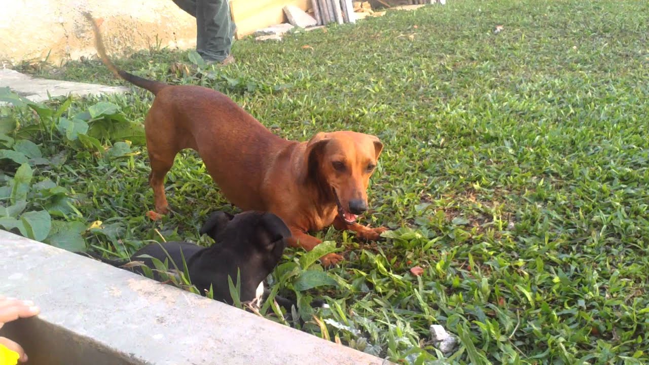 dachshund cross staffy