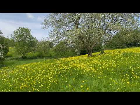 Buttercup Hill