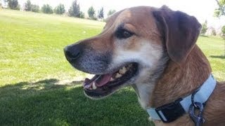 Dog Sitter-Pet Sitter-Dog Walker Las Vegas Summerlin Superstar Pets. Bailey, Bruin And Buster