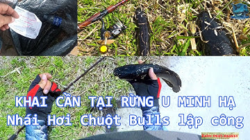 Khai Cần tại rừng U Minh Hạ với mồi nhái hơi Chuột Bulls | Dây PE PIRATE 2.0 - Leader ILURE 8.0