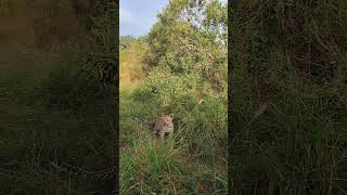 Playful Leopard Cub Walking Around