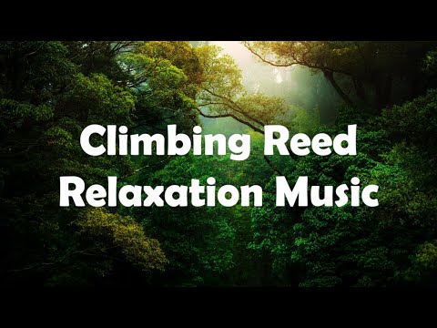 Climbing Reed Mathis Relaxation Music Relaxing Bliss