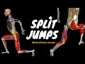 Split Jumps I Plyometric Training I Anatomical Analysis