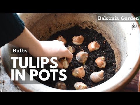 How To Plant