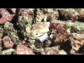 HD1080i Diving in Fiji Island August 2015 Part2