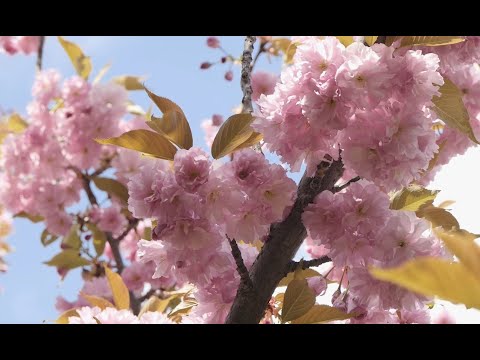 A japán cseresznyefák virágzásának ünnepe Kecskeméten