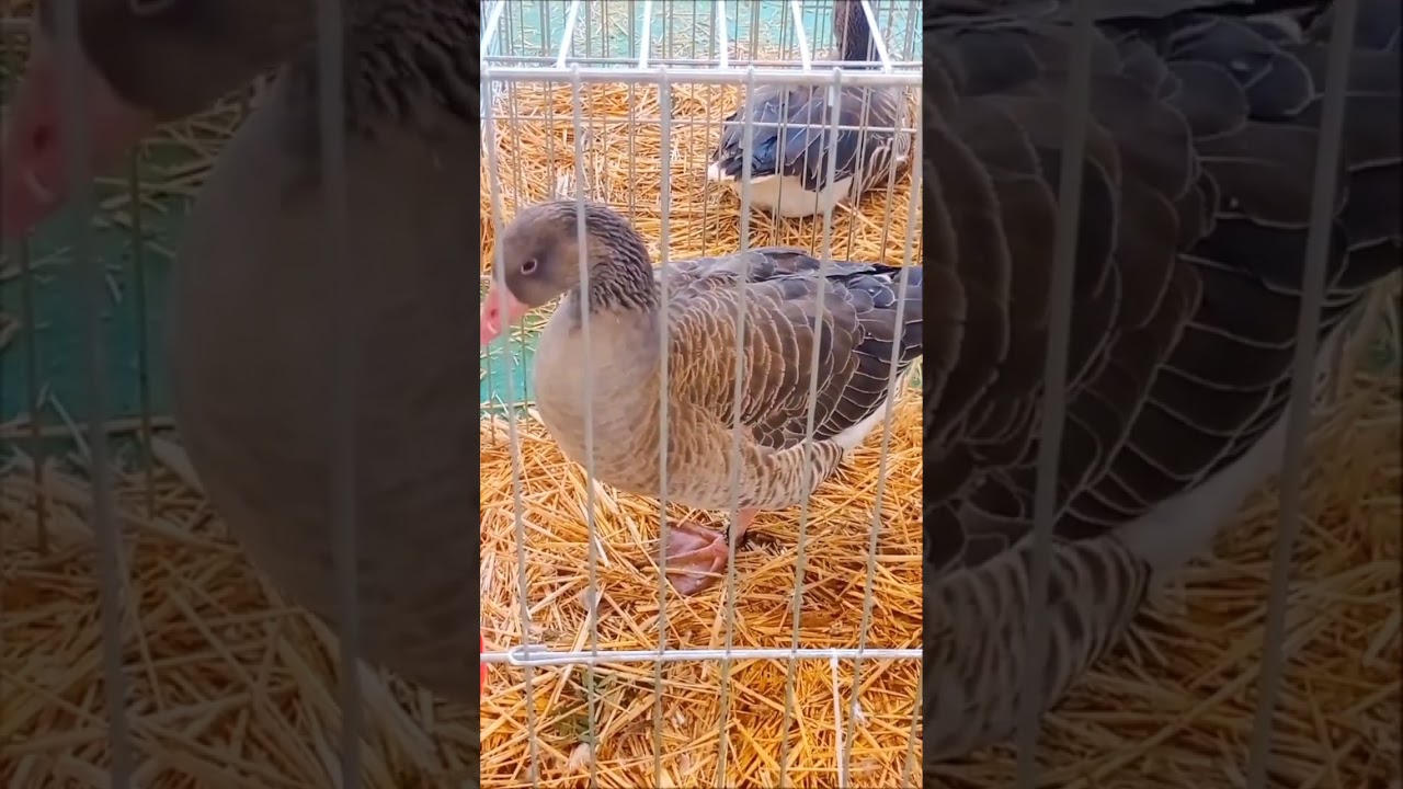 Oca Andalusí en el concurso exposición de avicultura de Jerez de la Frontera