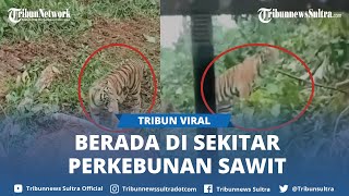 Viral Video Munculnya Harimau di Sekitar  Alat Berat di Kabupaten Pasaman Barat