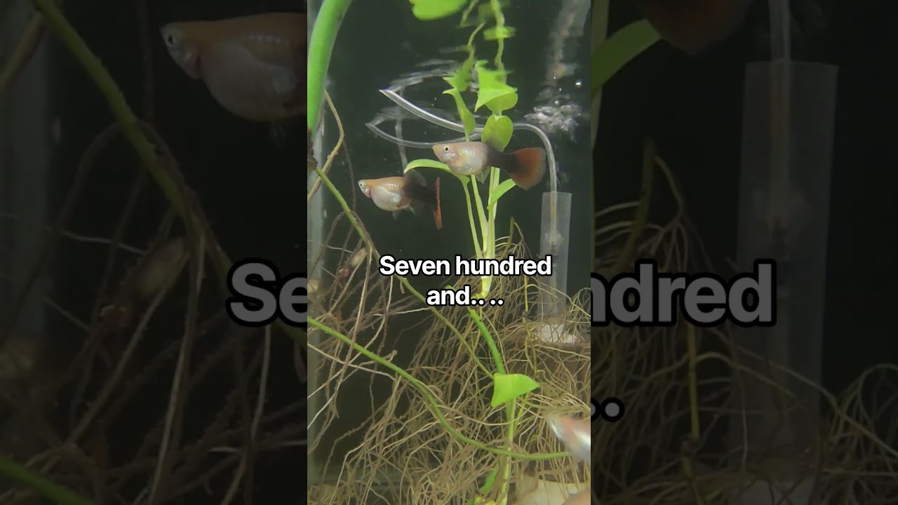 How Many Red Tux Guppies Will I Have  #fish