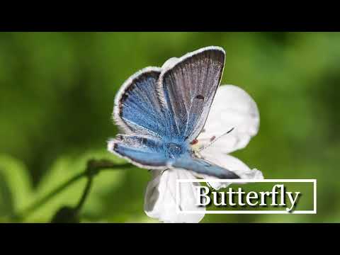 Word of the Day: Mariposa - Butterfly