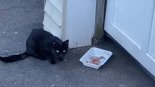 Poor sick hungry stray cat gobbling food / Feral cat / KOT