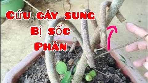 Cách cứu Cây Sung bị sốc phân đang chết từ từ