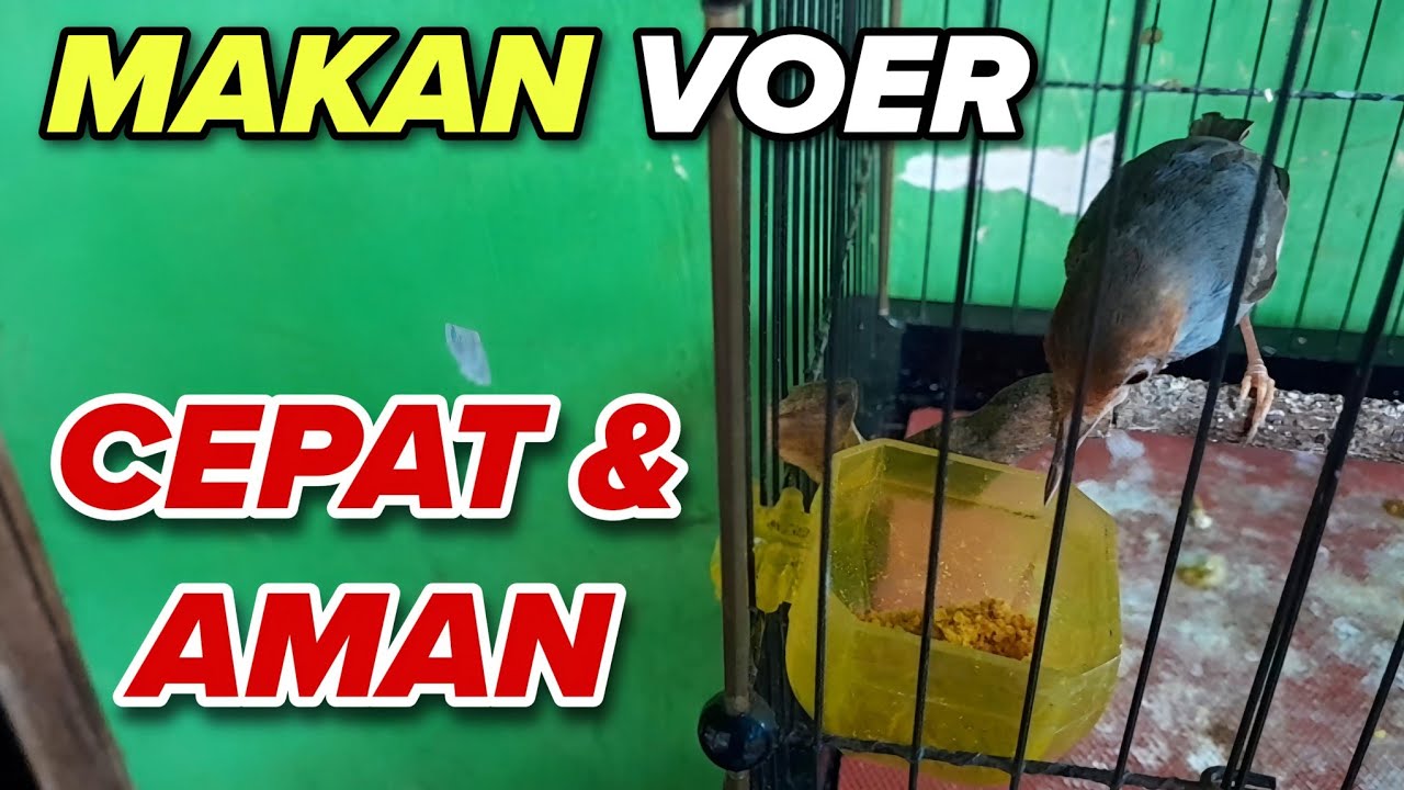 CARA CEPAT & AMAN MELATIH BURUNG PRENJAK MAKAN VOER