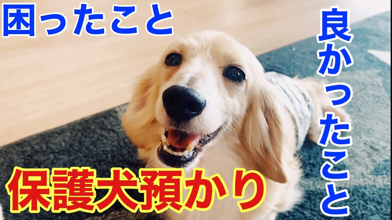 保護犬との日常 預かりボランティアやって良かったこと 困ったこと Youtube