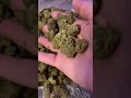 Last Legal Year of THCA — This Is Your Final Chance to Get It Cheap