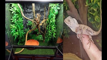 How To Set Up Hatchling Forest Dragons