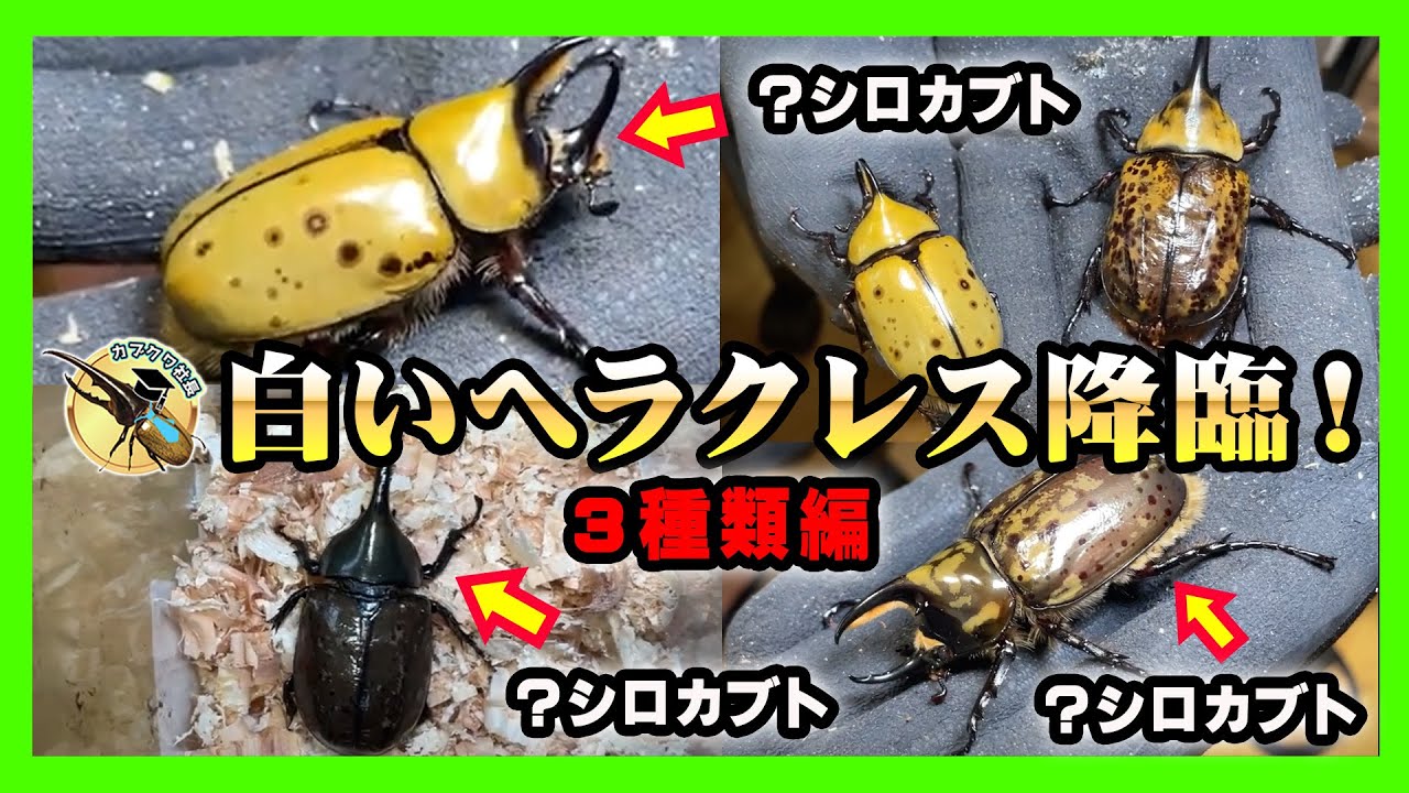Highly Popular] A Collection of White Hercules Beetles