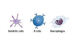 INFLAMMATION EXPLAINED!  PHAGOCYTOSIS EXPLAINED!