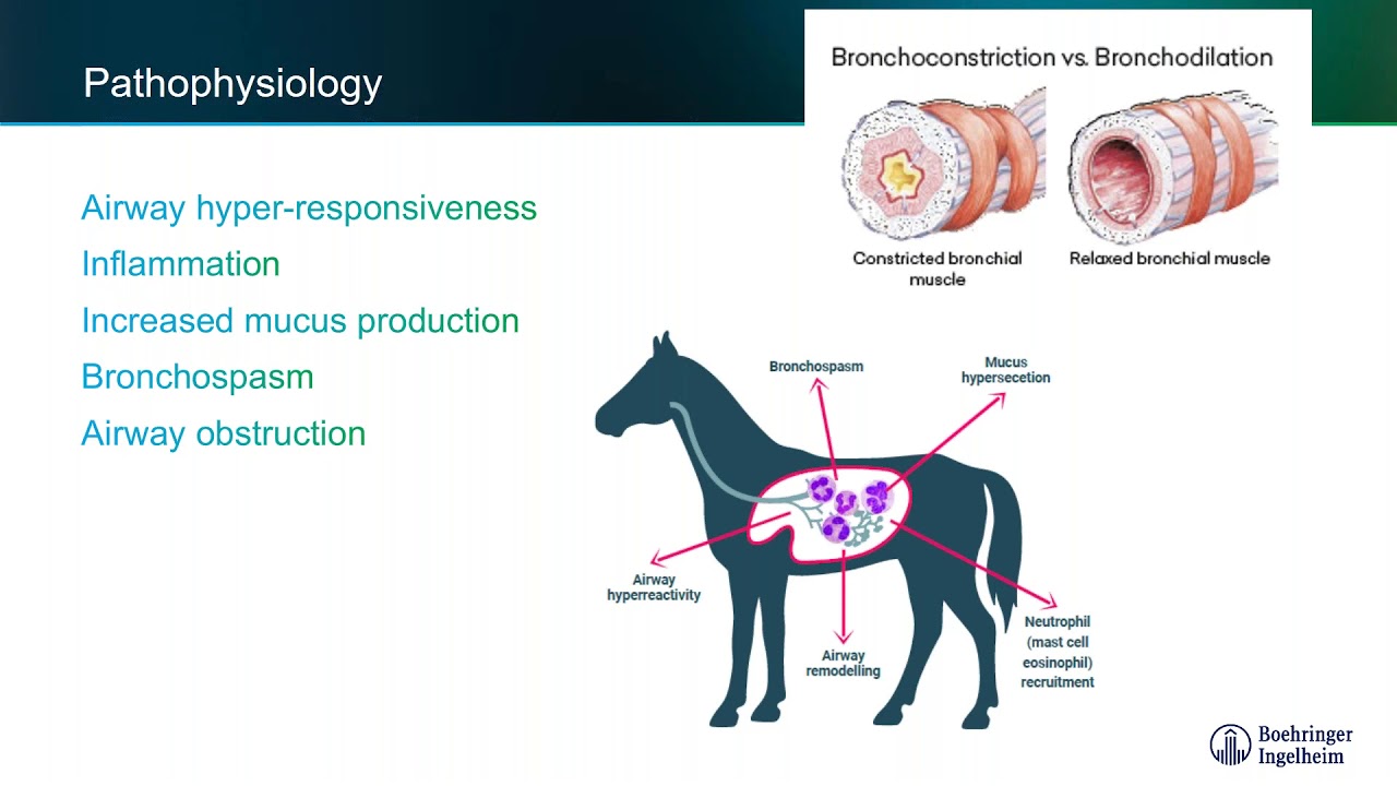 Innovations in Equine Asthma Introducing the ASERVO EQUIHALER YouTube