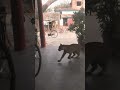 #animals