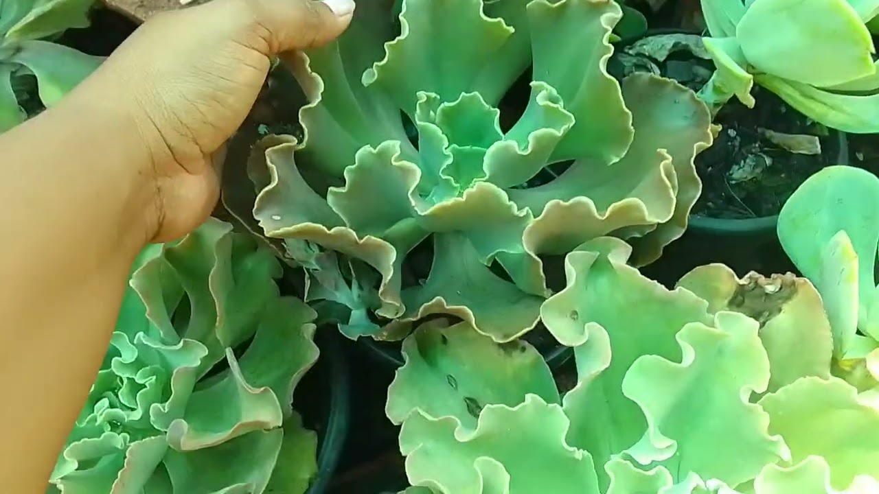 Elas estão lindas 😍😍