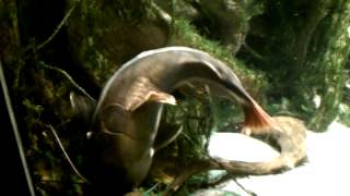 National Aquarium 35+ Year Old Red Tail Catfish