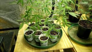 Maui Wowie update #4