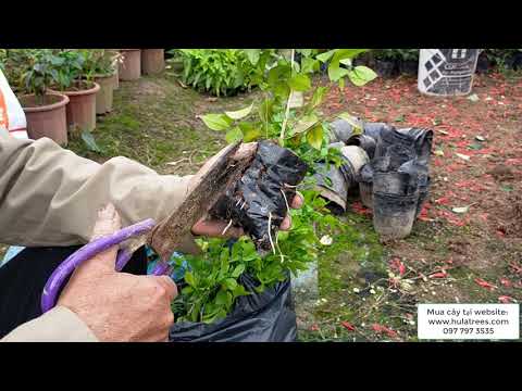 Video Cách trồng và chăm sóc cây nguyệt quế khi mới mua cây... - youtube